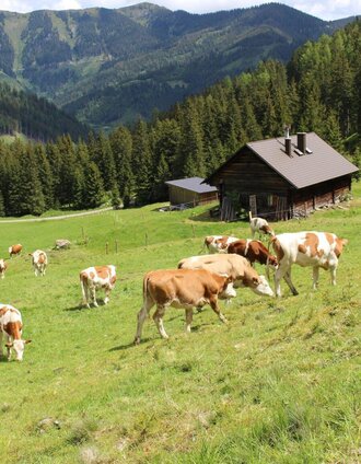 Kälberalm-Hohentauern-Murtal-Steiermark | Mathias Leitner | © Bauernhof Braun