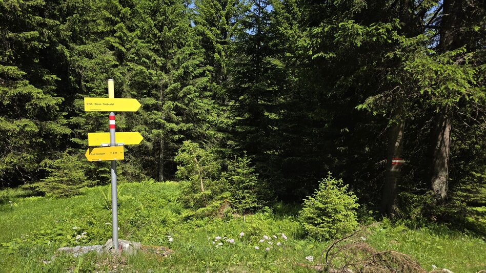 Wanderung Auf die Kälberalm - Himmlisches Platzerl 4 - Touren-Impression #2.3 | © Marlene Zandl