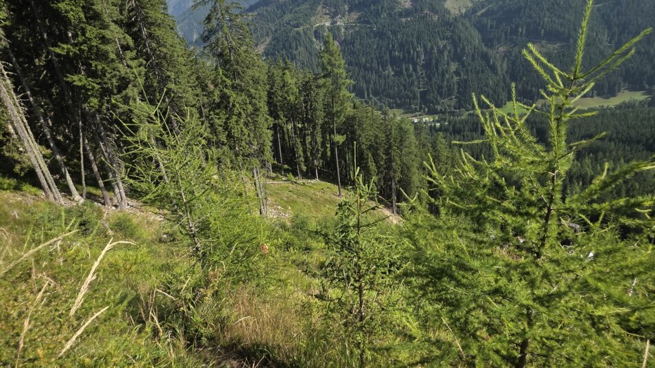 Wanderung Wanderung zum Eberlsee - Touren-Impression #2.11 | © Marlene Zandl