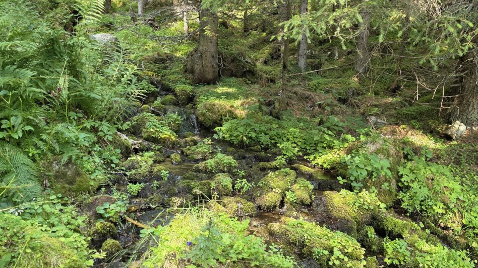 Wanderung Wanderung zum Eberlsee - Touren-Impression #2.12 | © Marlene Zandl