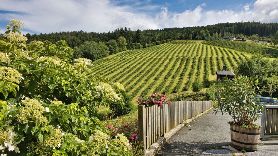 Bike & Hike Die Tour zum Wein durch Arnies Heimat - Touren-Impression #2.10 | © Weges OG