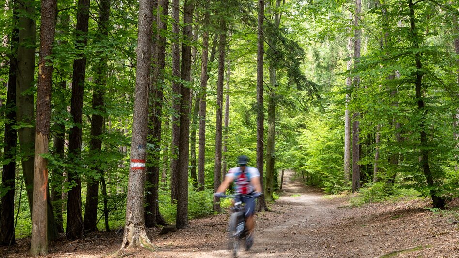 Mountainbike Brendlalm Tour 181 - MTB - Touren-Impression #2.3 | © Region Graz