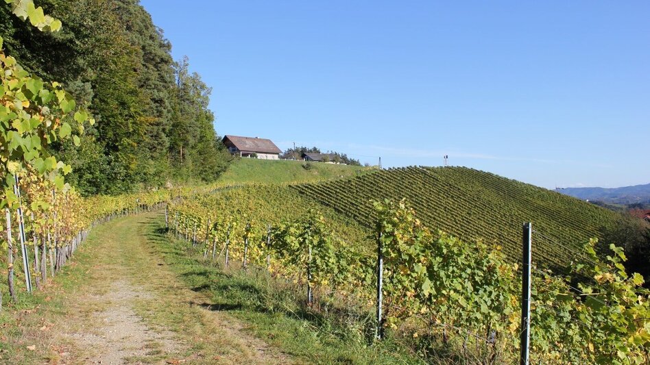 Wanderung Kleeblattwanderweg Nr. 4b - Wandern in Leutschach a.d.W. - Touren-Impression #2.2 | © Ulrike Elsneg