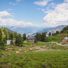 Galsterbergalm with grazing cattle