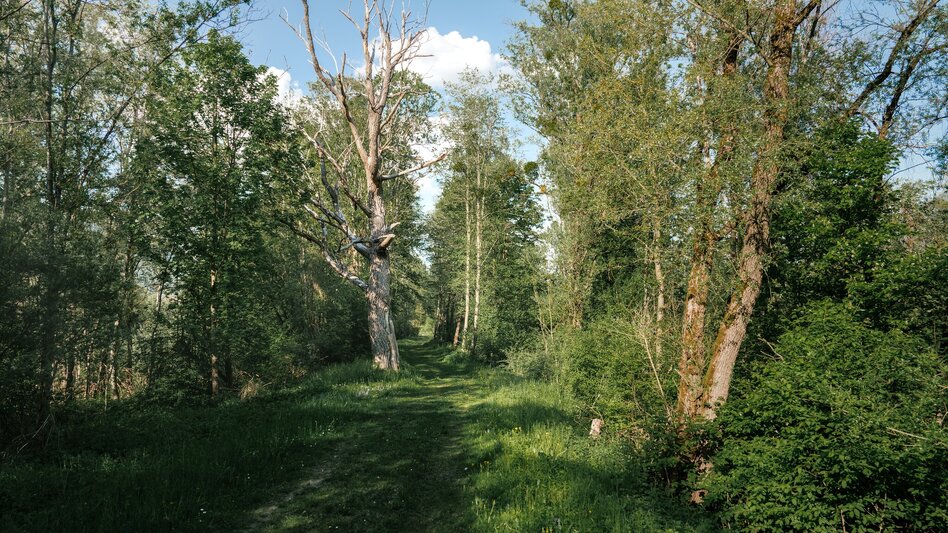 Jogging Fürstensteig-Runde - Touren-Impression #2.29 | © Christoph Lukas