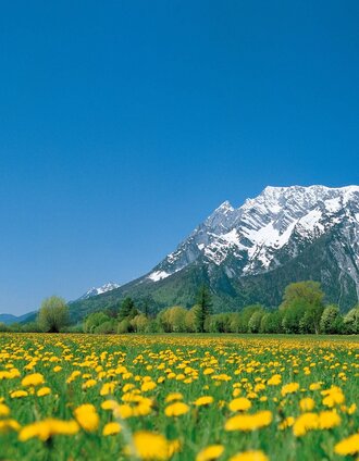 Blumenwiese mit Grimming | Schladming Dachstein | © Steiermark Tourismus/bigshot.at