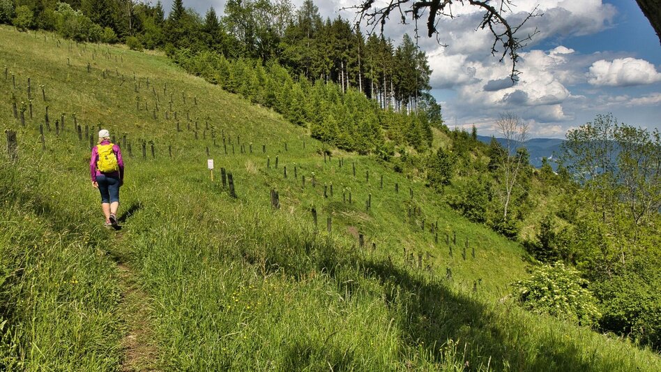 Hiking Route Mühlbacherhütte - Kaschlsteig - Touren-Impression #2.11 | © Weges OG