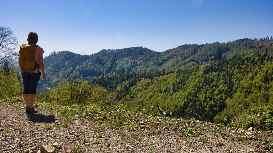 Hiking Route Rein - Plesch - Kogelleitenweg / Planung - Touren-Impression #2.4 | © Weges OG
