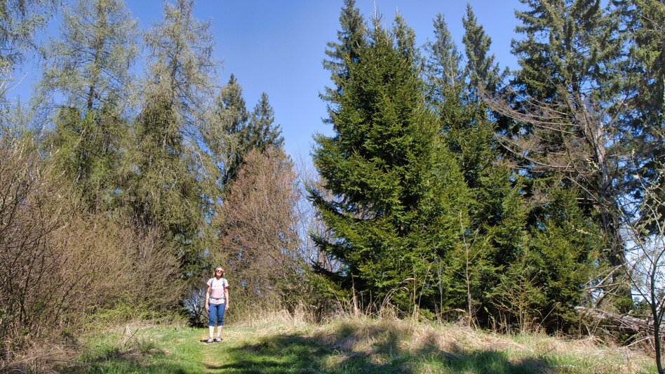 Hiking Route Rein - Plesch - Kogelleitenweg / Planung - Touren-Impression #2.5 | © Weges OG