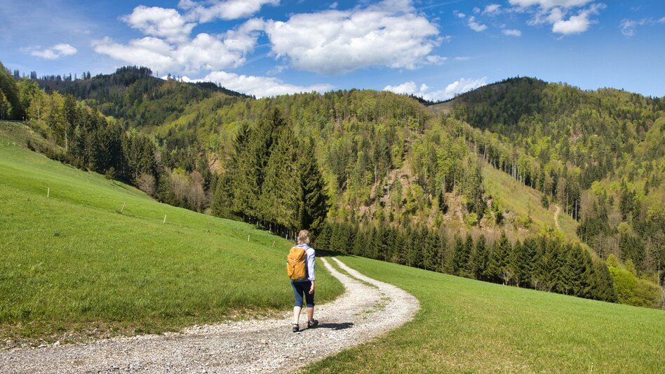 Hiking Route Rein - Plesch - Kogelleitenweg / Planung - Touren-Impression #2.6 | © Weges OG