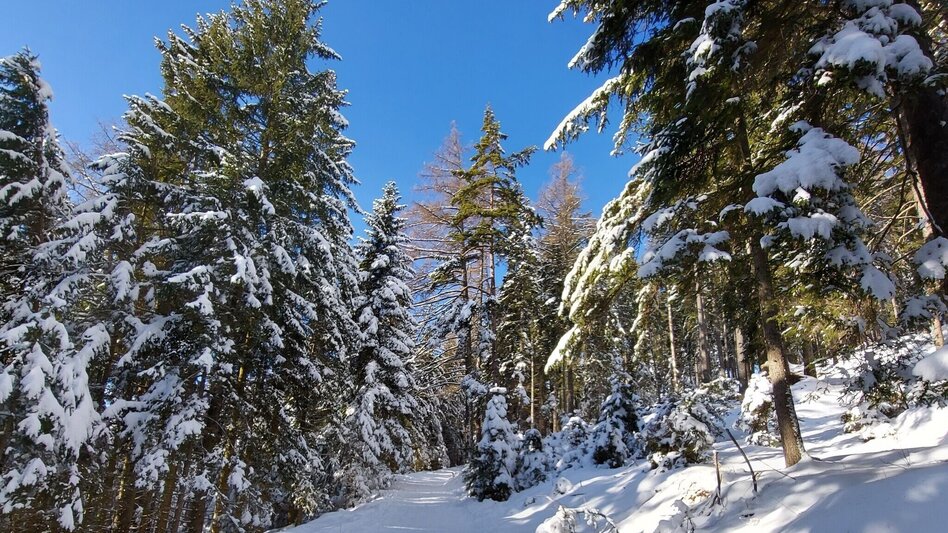 Winter Hiking Patscha-Trail St. Kathrein am Offenegg - Touren-Impression #2.2 | © Oststeiermark Tourismus