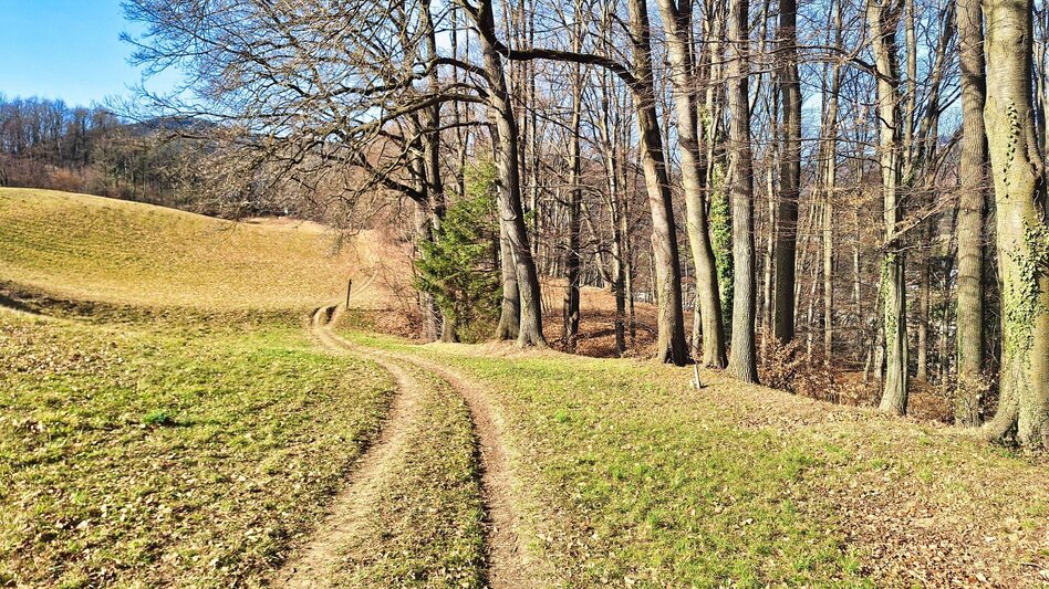 Wanderung Rundweg 3 - Antonienhöhe  (Frohnleiten in Bewegung) - Touren-Impression #2.2 | © Weges OG