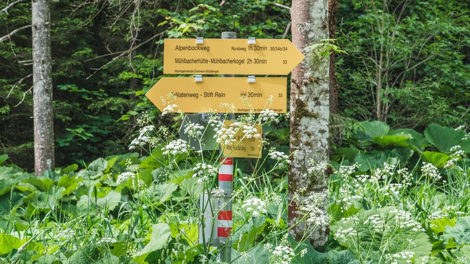 Hiking Route Alpenbockweg - Touren-Impression #2.4