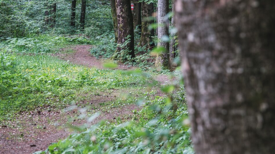 Hiking Route Rein in den Wald - ein Erlebnispfad - Touren-Impression #2.9