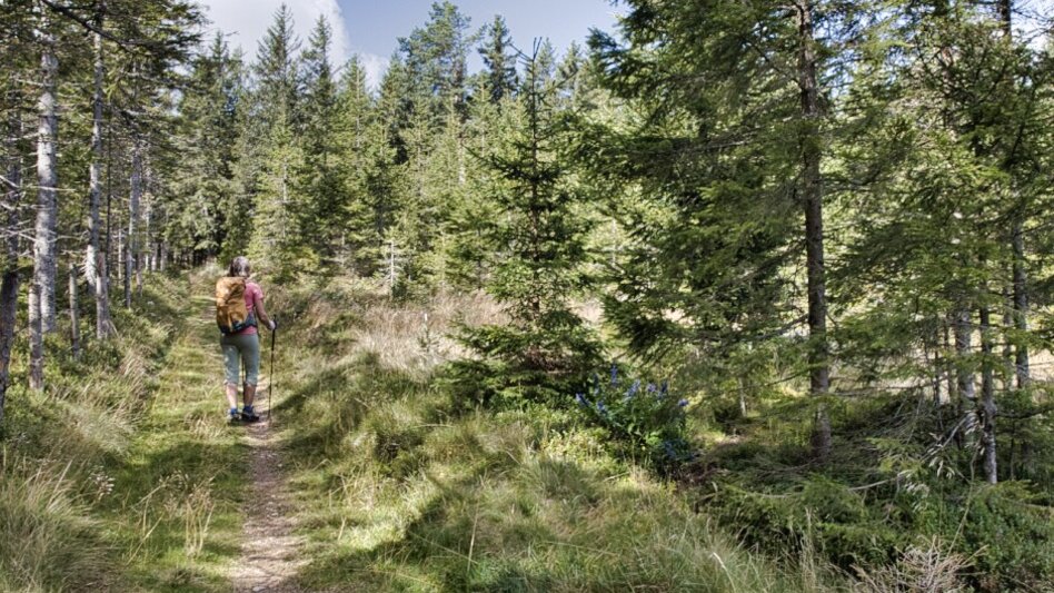 Wanderung BergZeitReise mit Abstieg 06 nach Mitterdorf - Touren-Impression #2.2 | © Tourismusverband Hochsteiermark