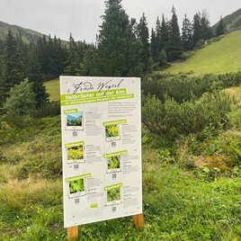 Infotafel Heilkräuterlehrpfad | © Tourismusverband Schladming-Dachstein