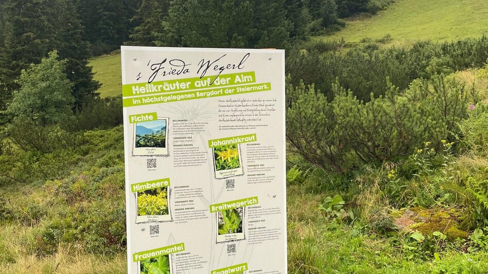 Family Hiking Trail Planneralm Herbal Trail - Touren-Impression #2.1 | © Tourismusverband Schladming-Dachstein