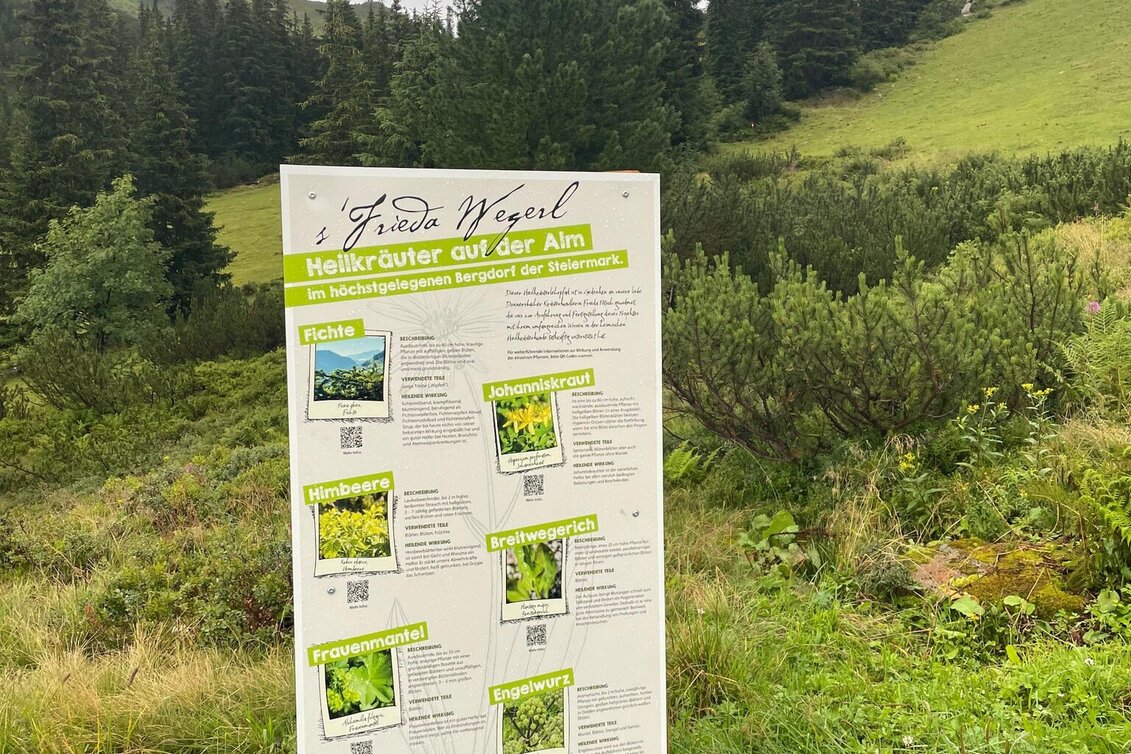Family Hiking Trail Planneralm Herbal Trail - Touren-Impression #1 | © Tourismusverband Schladming-Dachstein