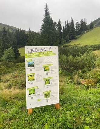 Information board medicinal herb trail | Plattform Planneralm 3000 - Wolfgang Stieg | © Tourismusverband Schladming-Dachstein