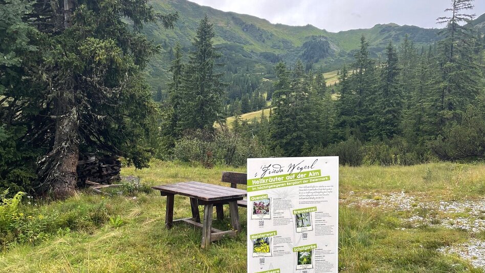 Family Hiking Trail Planneralm Herbal Trail - Touren-Impression #2.3 | © Tourismusverband Schladming-Dachstein