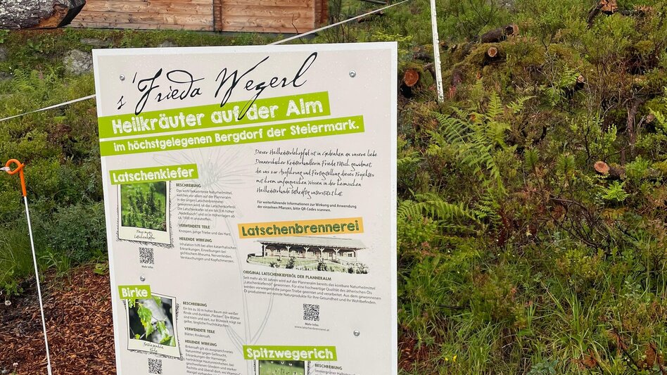 Family Hiking Trail Planneralm Herbal Trail - Touren-Impression #2.6 | © Tourismusverband Schladming-Dachstein
