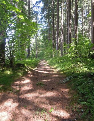 Waldweg am Bienenmuseumweg | Schladming Dachstein - TVB Gröbminger Land | © Erlebnisregion Schladming-Dachstein