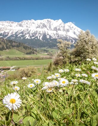Blick auf die Große Niederöblarner Runde | Schladming Dachstein | © Erlebnisregion Schladming-Dachstein