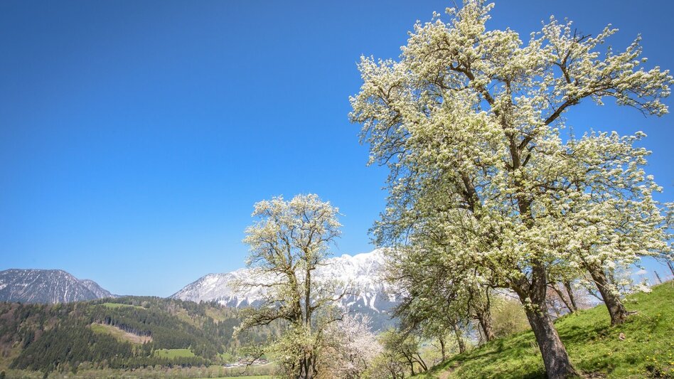 Wanderung Kleine Niederöblarner Ortsrunde - Touren-Impression #2.7 | © Erlebnisregion Schladming-Dachstein