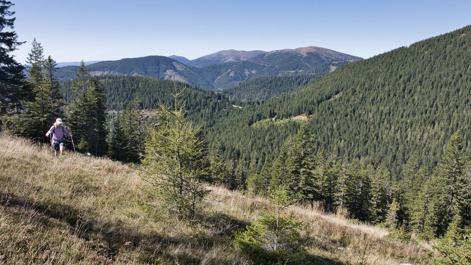 Wanderung Fensteralm, 1642 m - Touren-Impression #2.9