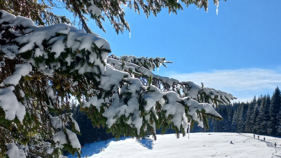 Snowshoe Walking Bärofenweg - Touren-Impression #2.1