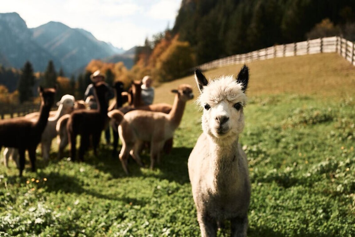 Wanderung Alpaka-Runde - Touren-Impression #1 | © Stefan Leitner