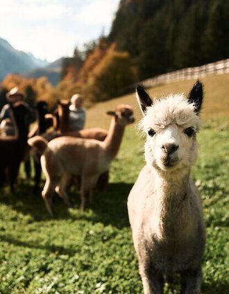 Nationalpark_Partner_Alpaka_Impuls©StefanLeitner_023.jpg |   | © Stefan Leitner