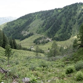 Weg zur Hinteren Mörsbachalm | © Erlebnisregion Schladming-Dachstein