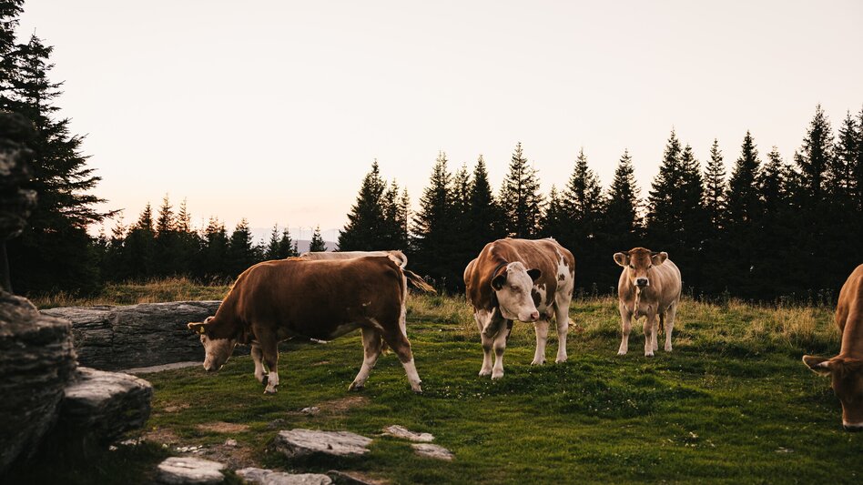 Long-Distance Hiking Trail From the Ecoregion into the Waldheimat: From Kaindorf to Krieglach - Touren-Impression #2.4 | © Oststeiermark Tourismus