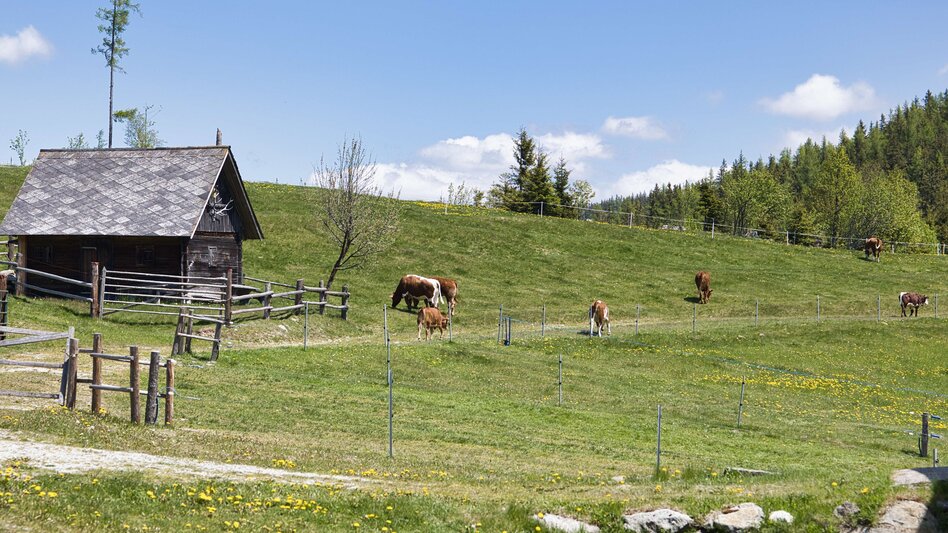 Bike & Hike From Langenwang to Malleistenalm and Hike to Hocheckalm - Touren-Impression #2.6