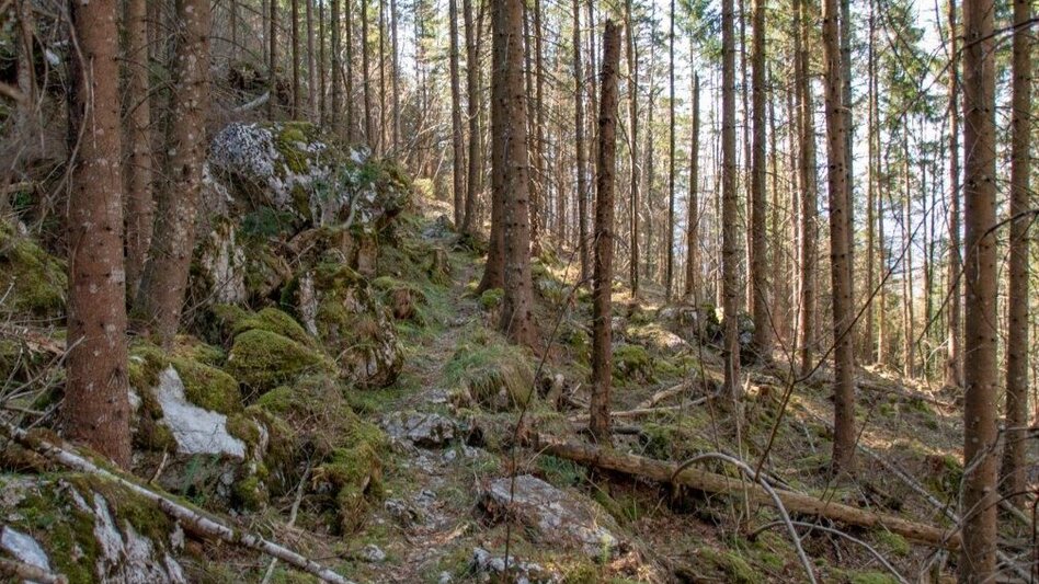 Wanderung Akogel - Reiteralm - Krautgraben  - Touren-Impression #2.5 | © TV Gesäuse