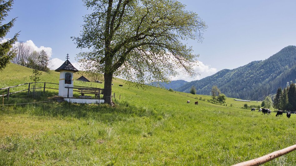 Mountainbike Radpilgern von Bruck an der Mur über die Almen nach Mariazell - Touren-Impression #2.7