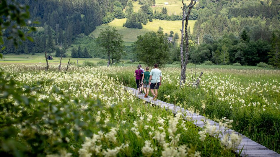Walking Path Hörfeld Moor Walk - Touren-Impression #2.2 | © TV Murau