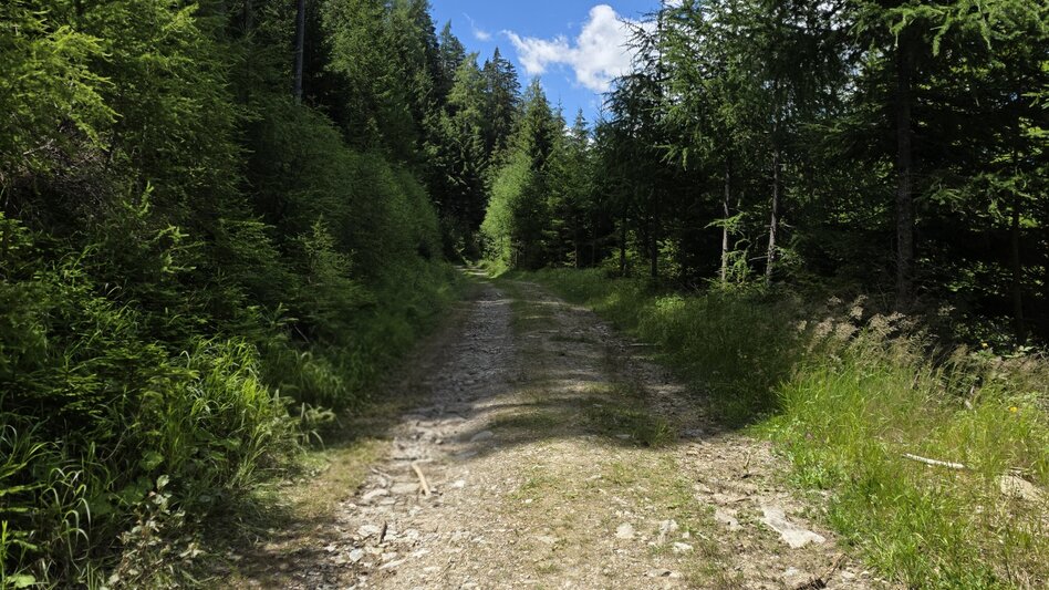 Wanderung Kurze Runde ab Hohentauern - Touren-Impression #2.1 | © Marlene Zandl
