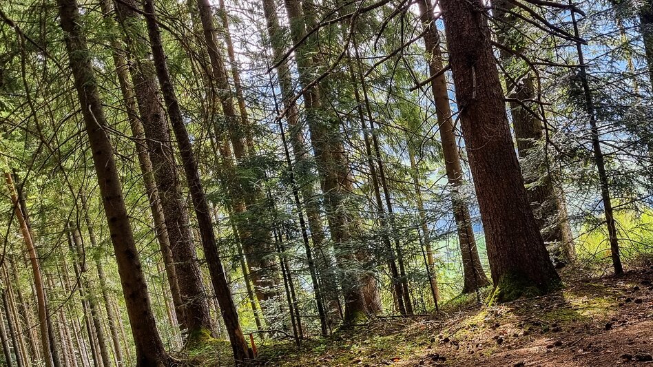 Mountainbike Mitterberg-Runde  - Touren-Impression #2.3