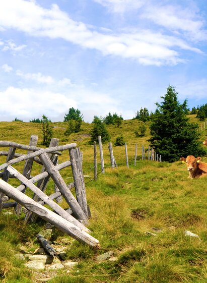 Kühe auf der Vorauer Schwaig _St. Lorenzen am Wechsel_Oststeiermark | © Oststeiermark Tourismus | Maria Fank | © Oststeiermark Tourismus