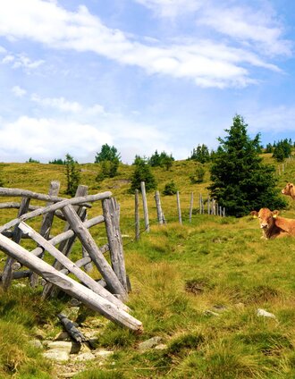 Kühe auf der Vorauer Schwaig _St. Lorenzen am Wechsel_Oststeiermark | Maria Fank | © Oststeiermark Tourismus