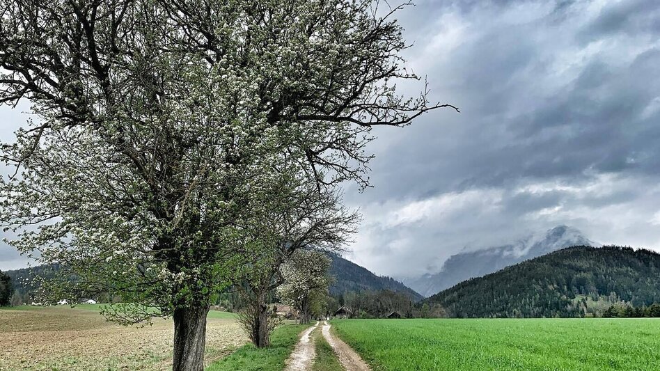 Mountain Biking Panorama Extra LN 2a - Touren-Impression #2.2 | © TVB Erzberg-Leoben