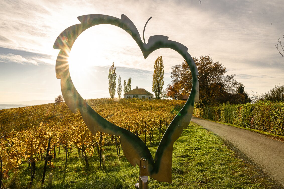 Weingärten im Herbst | © TV Region Bad Radkersburg | pixelmaker.at | © TV Region Bad Radkersburg