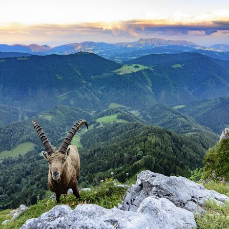 Wenn es in Graz zu voll wird, geht es für mich rauf auf die Teichalm. Zwischen Almen und Wiesen lässt sich entspannt wandern und man kann die Alltagssorgen unbeschwert hinter sich lassen. - Elisabeth Stolzer | © STG | Volker Preusser