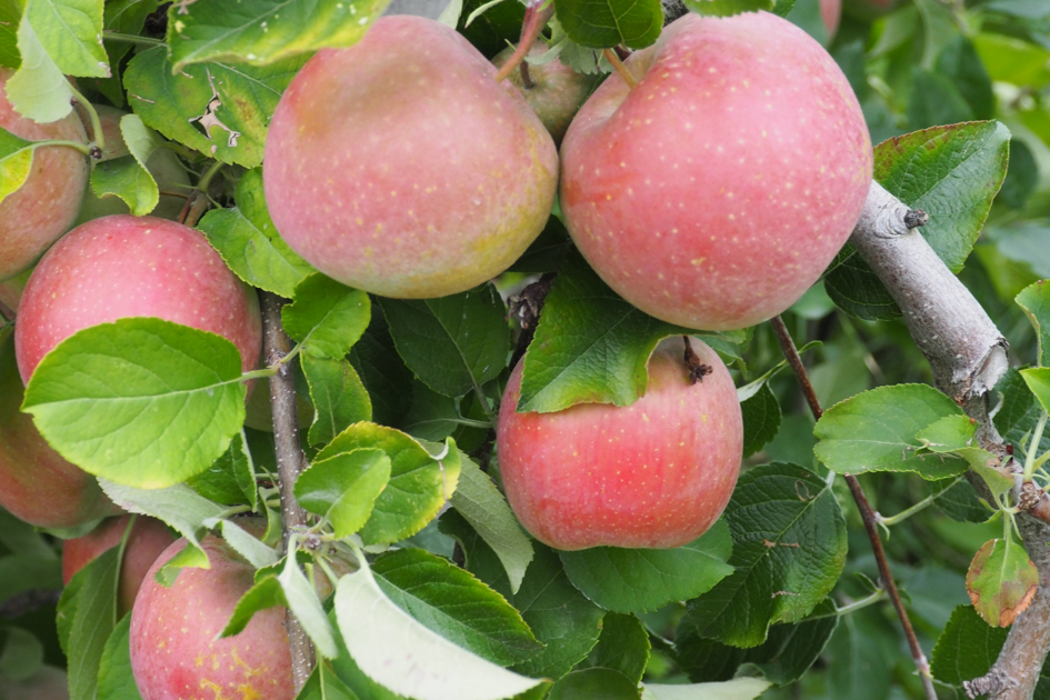 Apfel  | © Gerti Krobath 