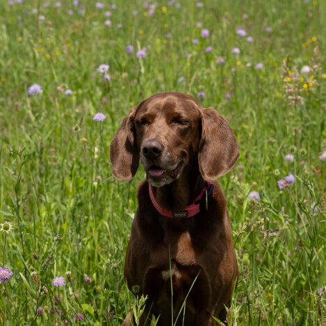 Wandern mit Hund | © STG | Bettina Hochreiner