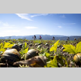 Cycling pleasure along the pumpkin fields | © Steiermark Tourismus | Tom Lamm