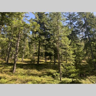 Styria, the most densely wooded province in Austria: The Green Heart | © Steiermark Tourismus | Stephanie Renner