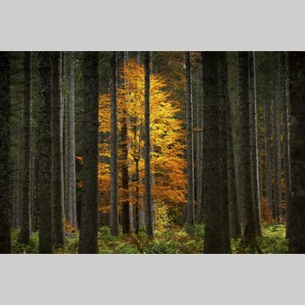 Autumnal splendour of colour | © Steiermark Tourismus | photo-austria.at